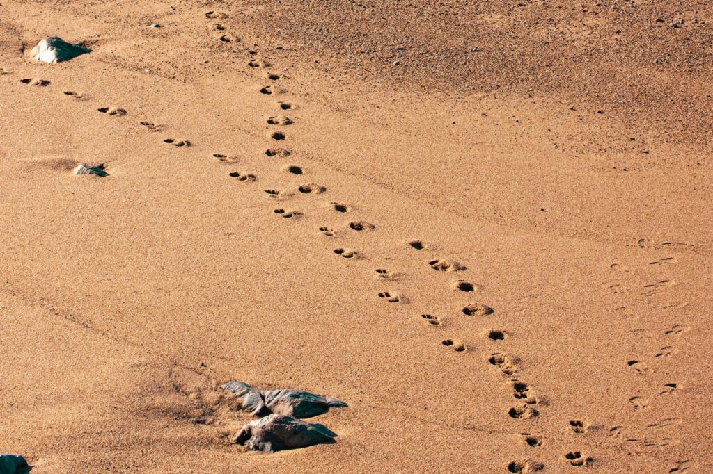 Footprints in sand at a sunny beach in Matosinhos, Portugal.